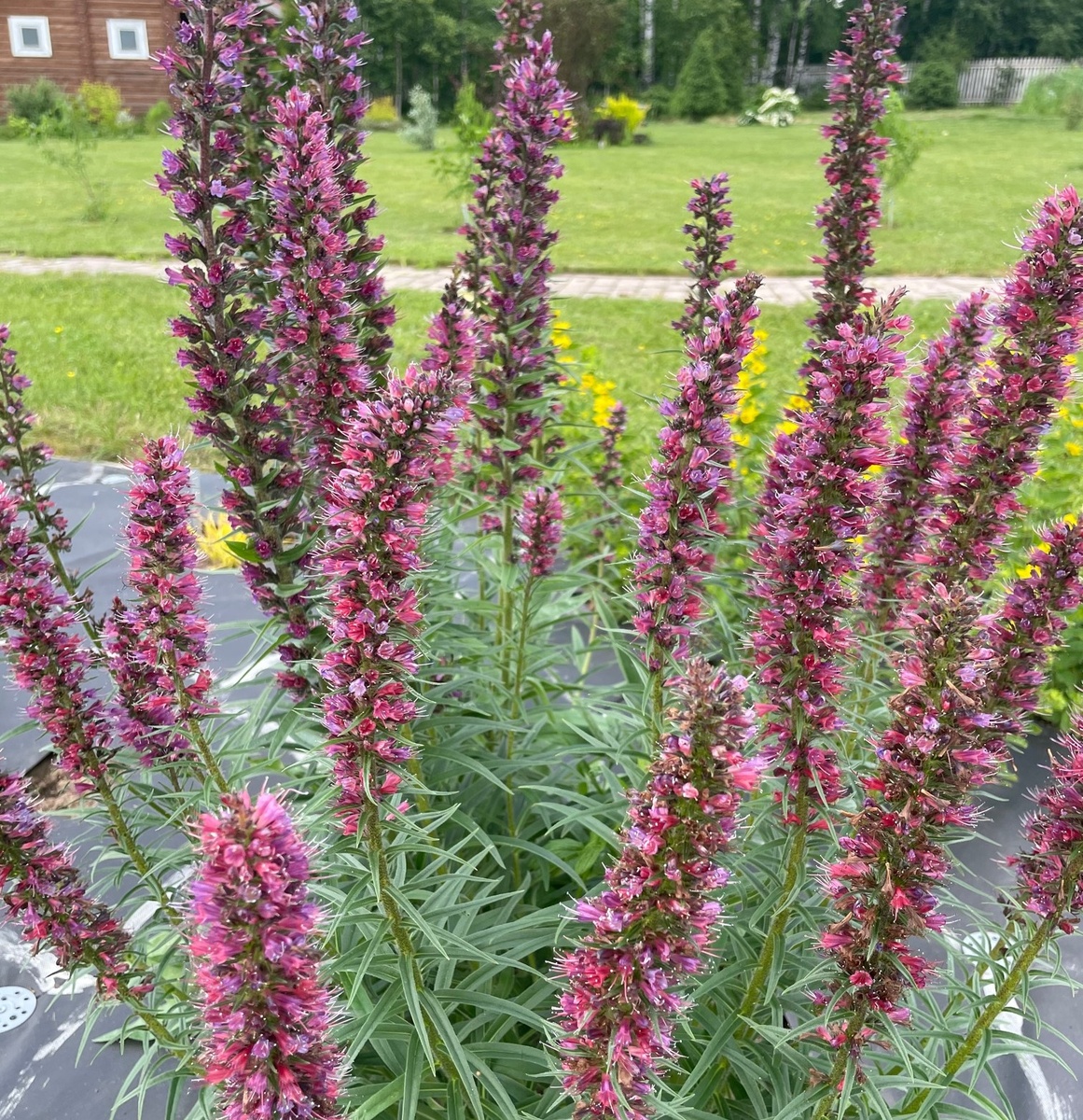 Синяк русский