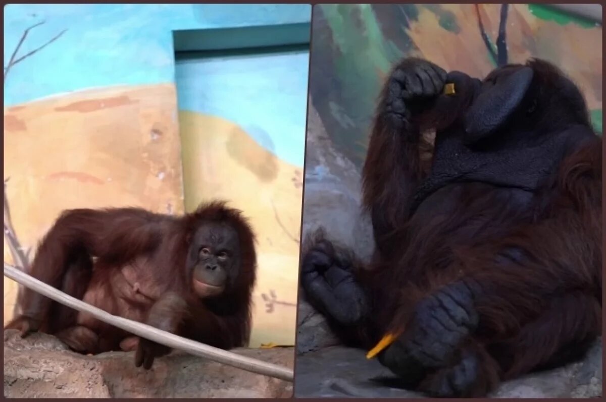    Приматов Новосибирского зоопарка поздравили с Днём обезьян