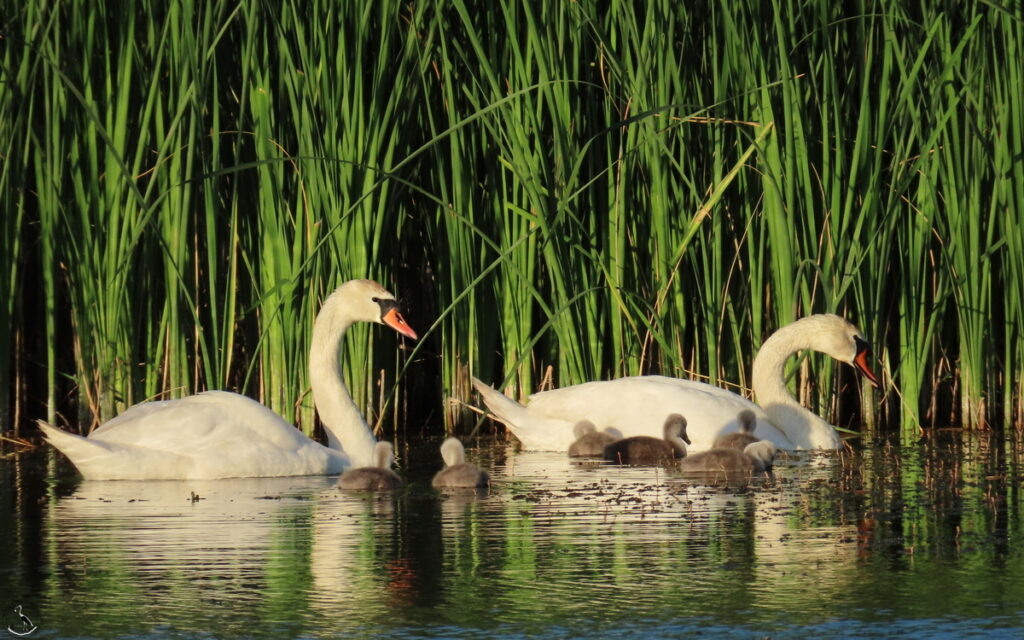     Счастливое семейство. 27.05.24 Анна Власова