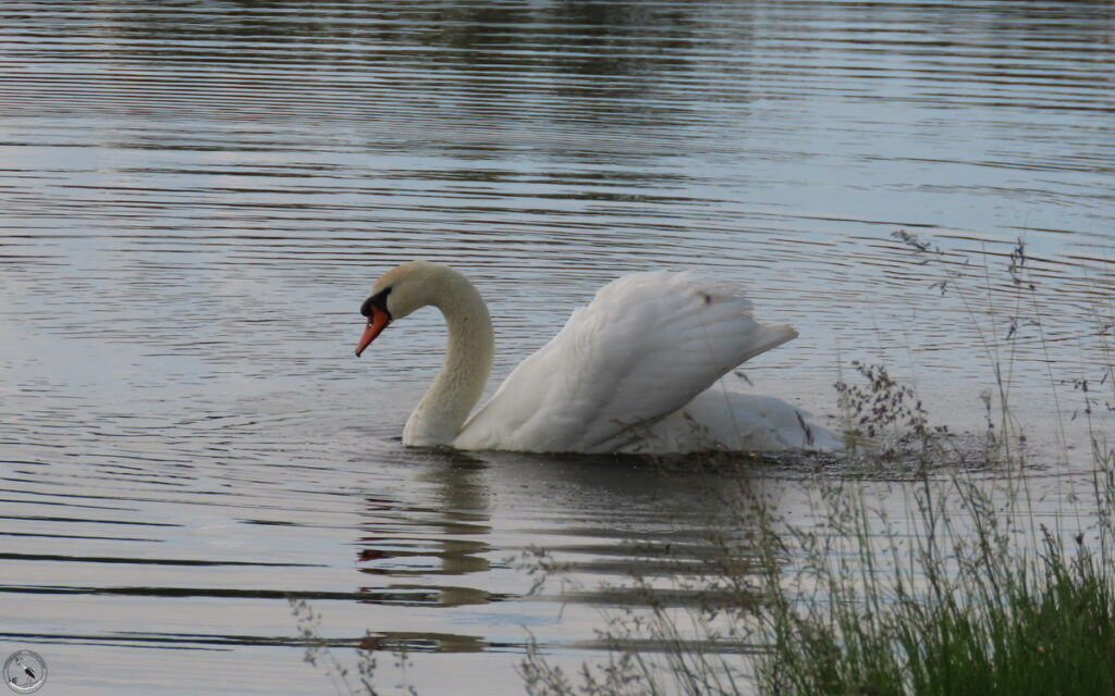    Великолепный лебедь-шипун, отец семейства. 21.05.24 Анна Власова