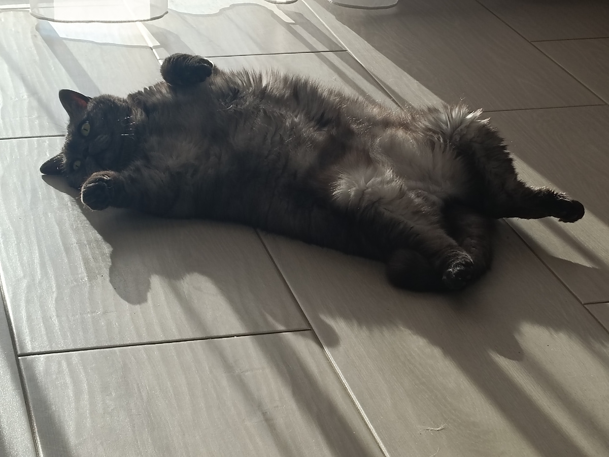 Прынцесса пузико на солнышке греет 🥰