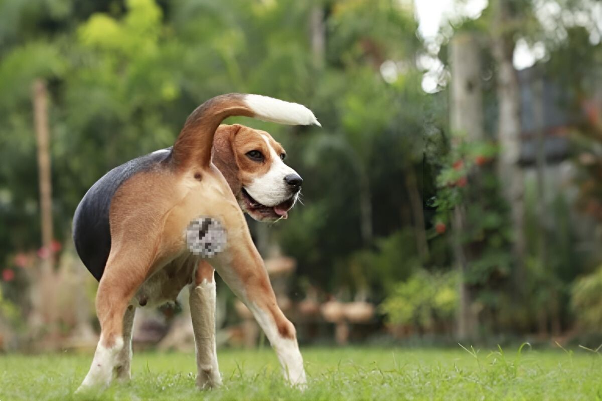 Когда у собак начинается течка