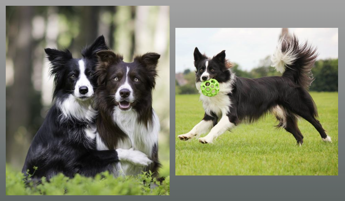 Бордер-колли.