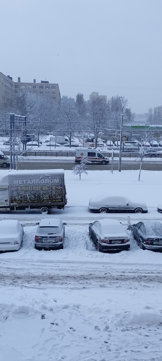 Фото автора 12:45ч. СПб. Дерево-птица