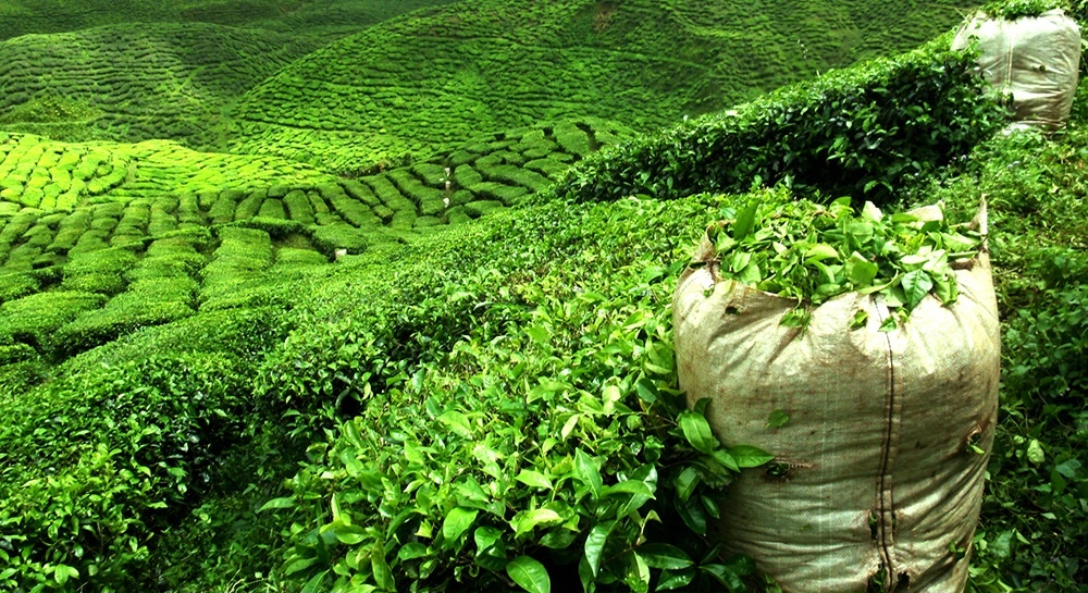 Чайная плантация.