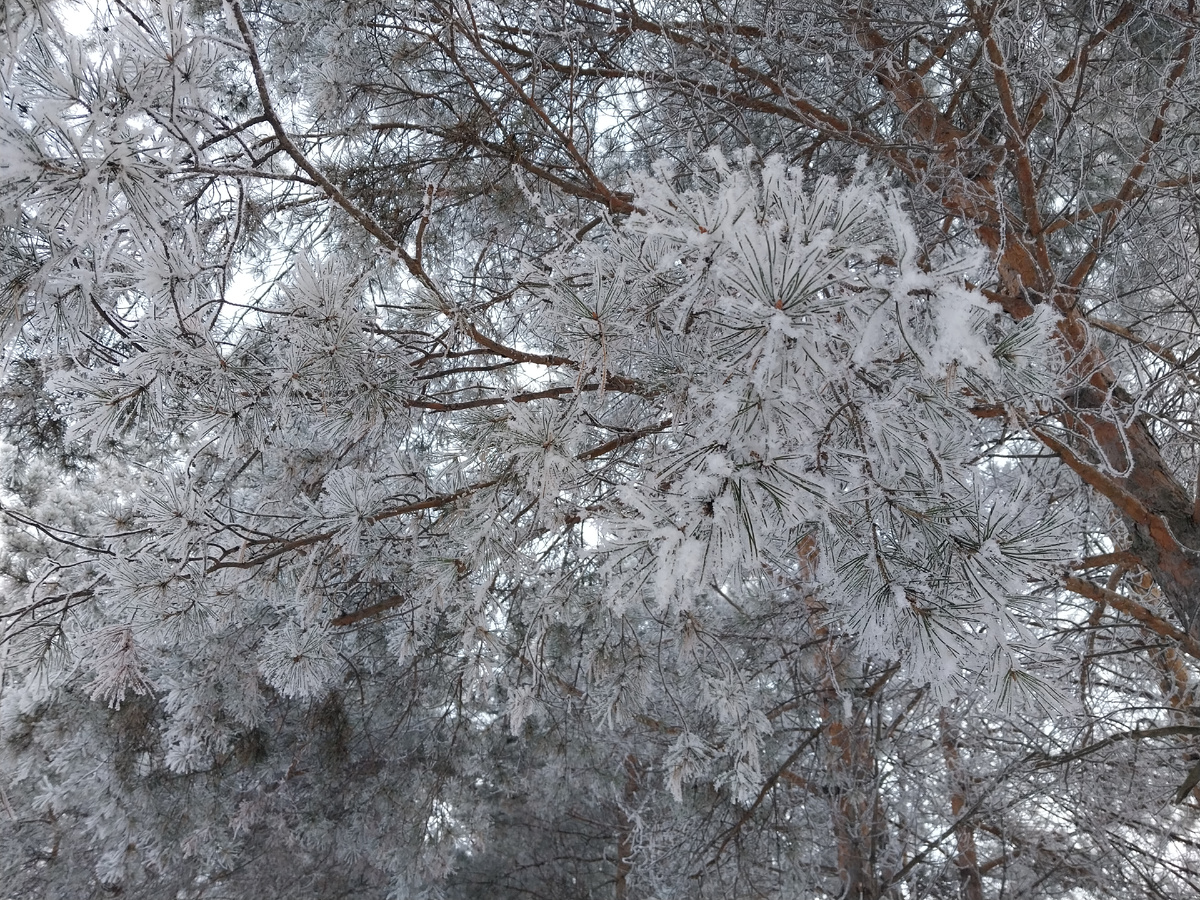 Зима наступила.