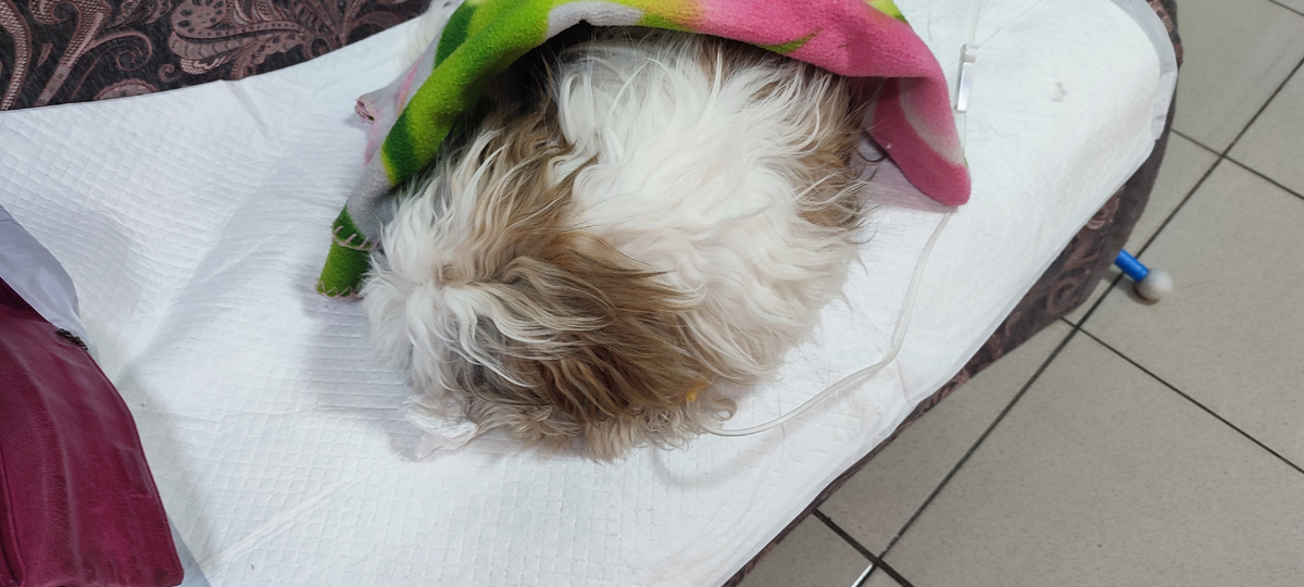 Амир. Ши-тцу. Лечимся