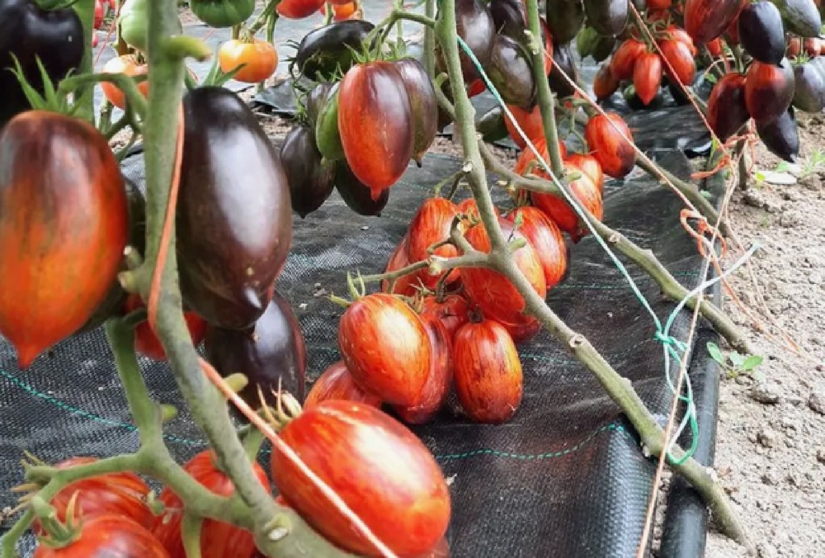 Dwarf Shadow Boxing "Бой с тенью" от Медведева В.