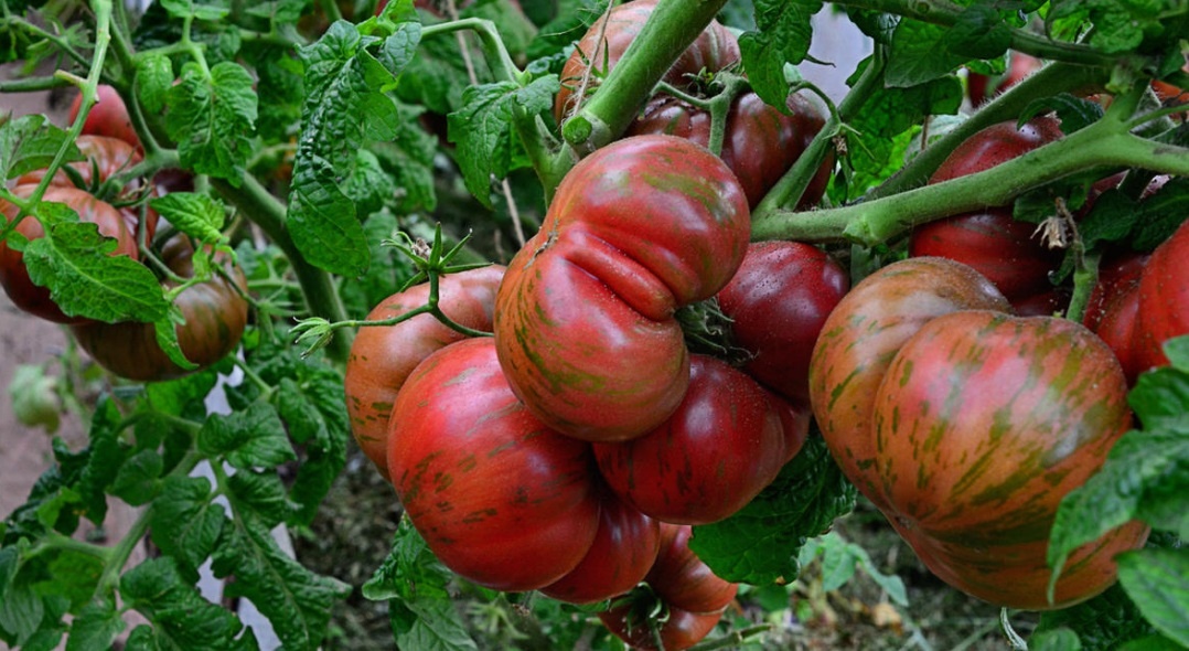 Помидоры могут быть красными, желтыми, а также двухцветными и полосатыми. 