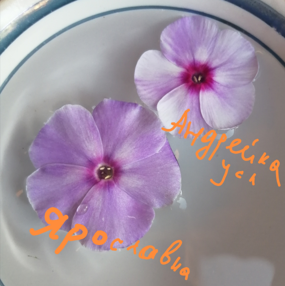 Сравнение венчиков НЕ Андрейки и Ярославны