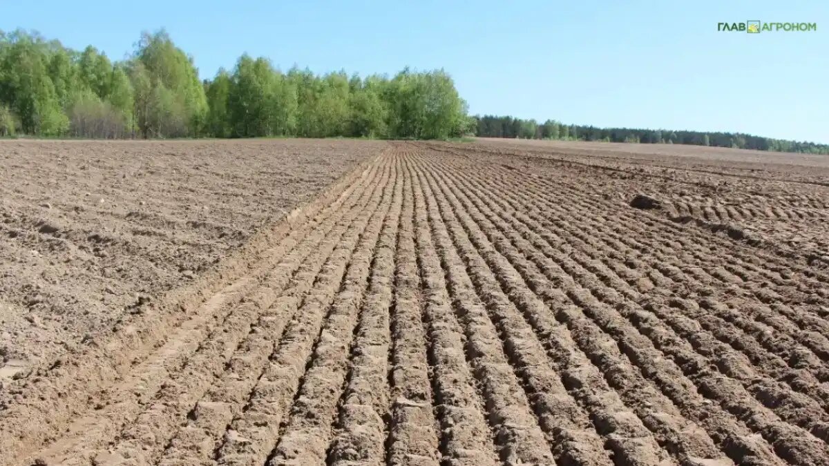 Фото:© Владимир Исаенко / Glavagronom.ru
Ученые определили потребность России в минеральных удобрениях