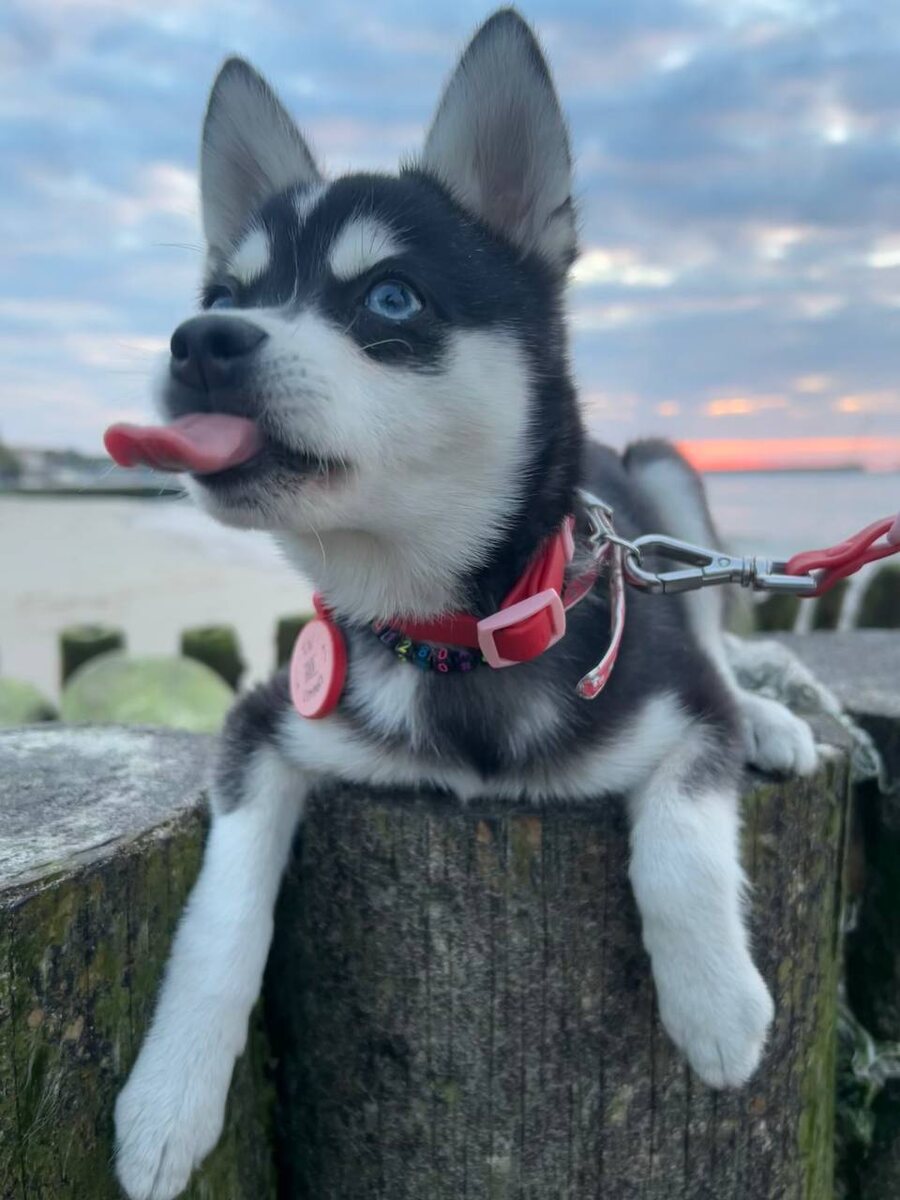 Мерлин наш выпускник аляскинский кли кай