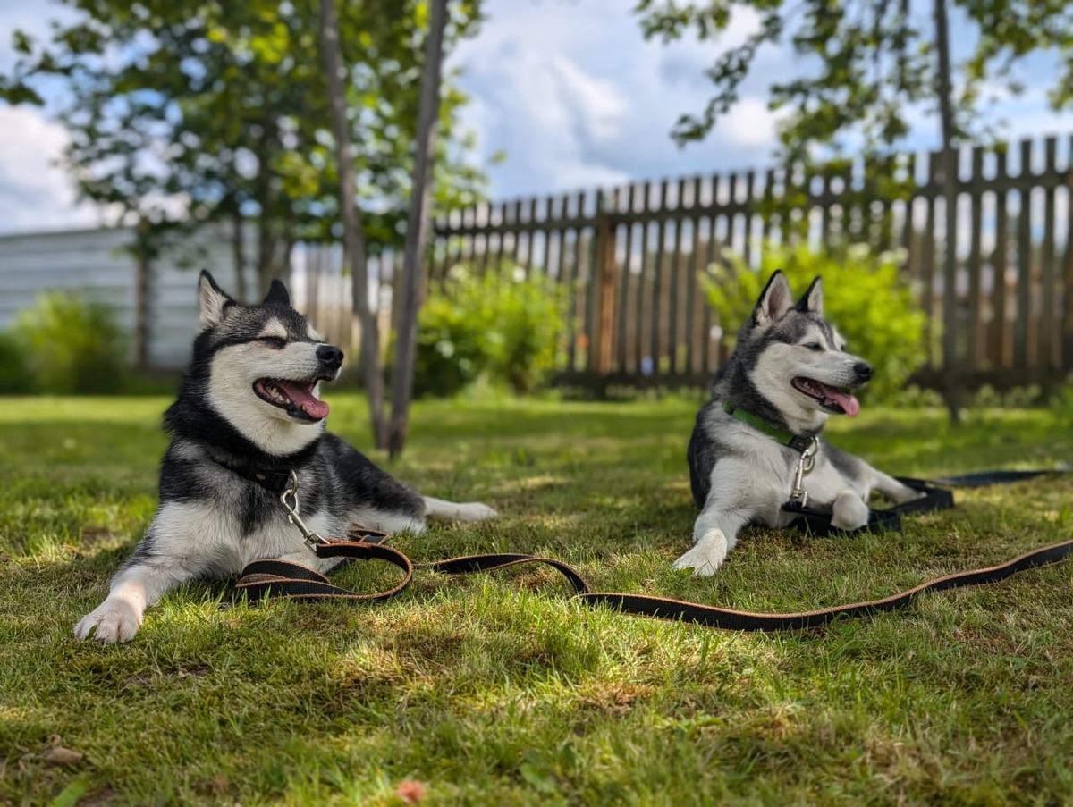 Джонни и Вольф наши выпускники Аляскинский кли кай