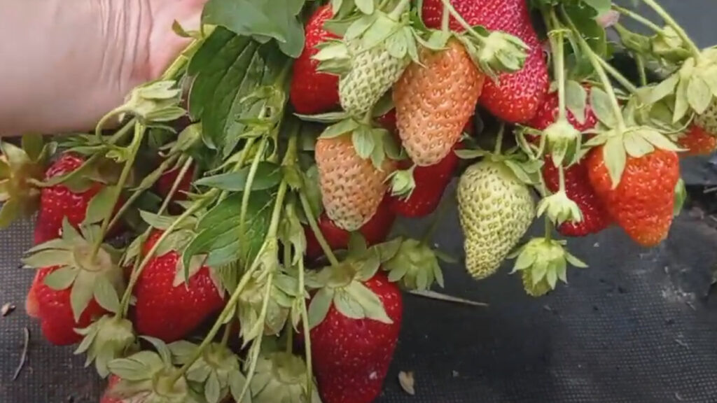 Клубника Лючия