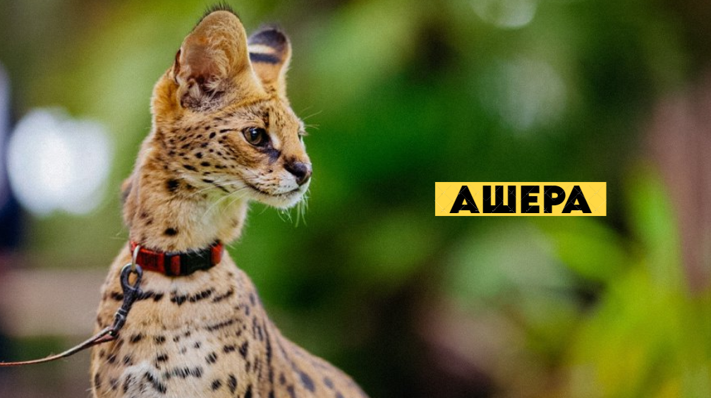 Ашеры, подобны диким леопардам, и надо быть к этому готовым, когда решили завести такую...