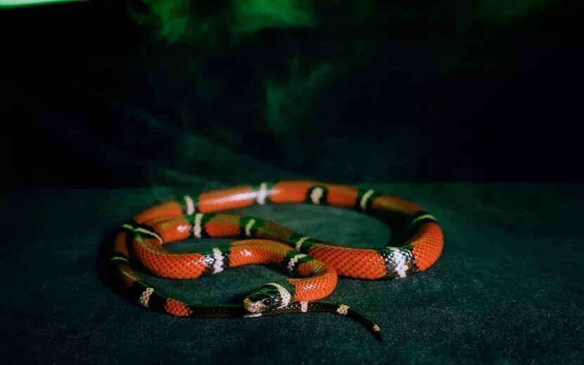    Гороскоп для мужчин на 2025 год: Тельцы сделают уверенные шаги к успеху, а Близнецы позволят себе перспективные знакомства