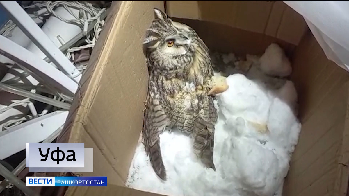    В Уфе спасли филина с больным крылом