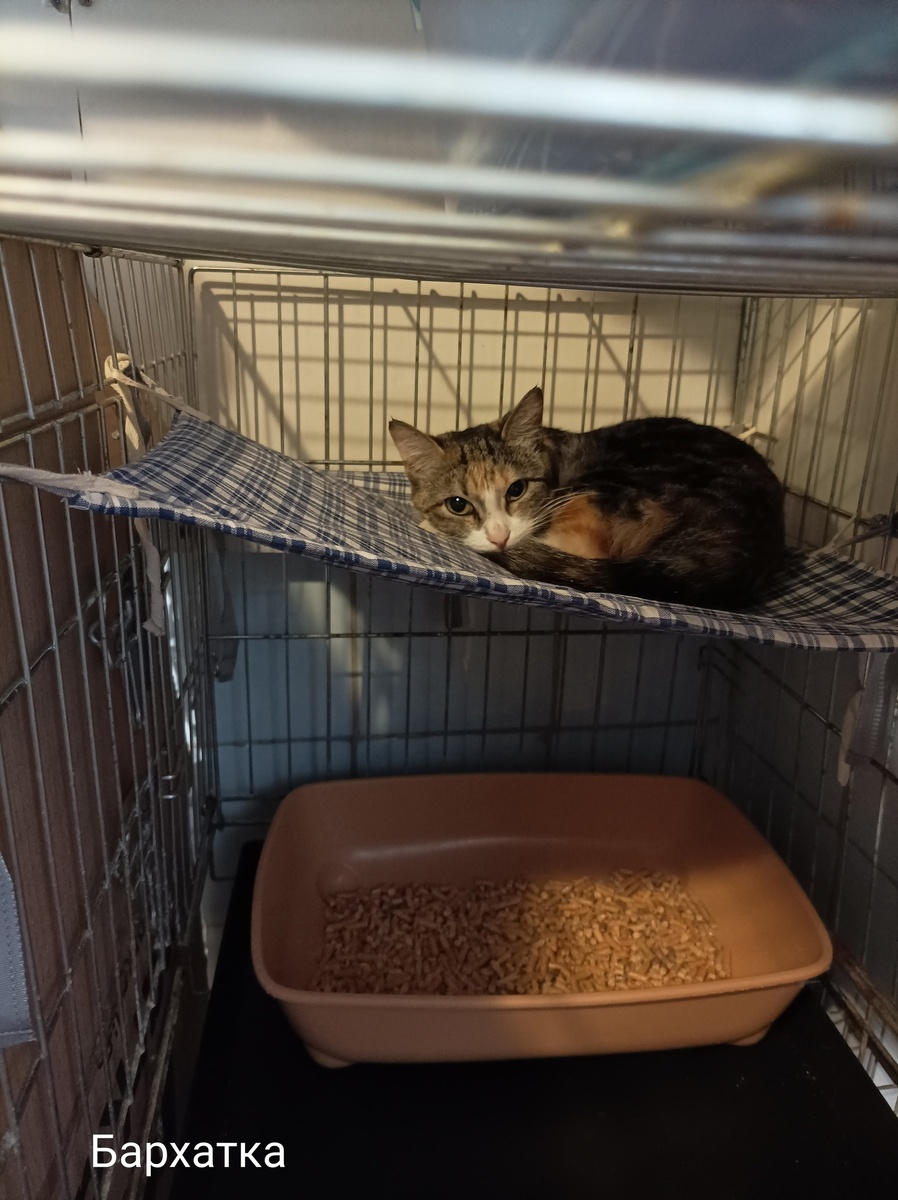 Только приехала в приют