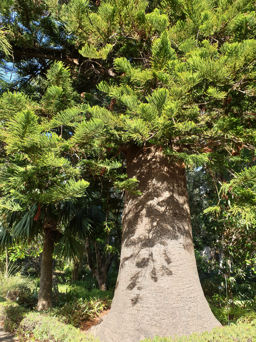 Одна из старейших араукарий в Ботаническом саду Пуэрто-де-Ла-Крус, о. Тенерифе.