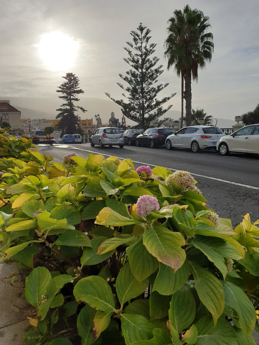 Araucaria heterophylla на Тенерифе чувствует себя как дома. Что, в общем-то, неудивительно, на фото - зима (январь).