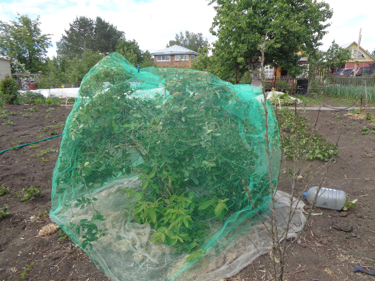 Сетка от птиц для жимолости