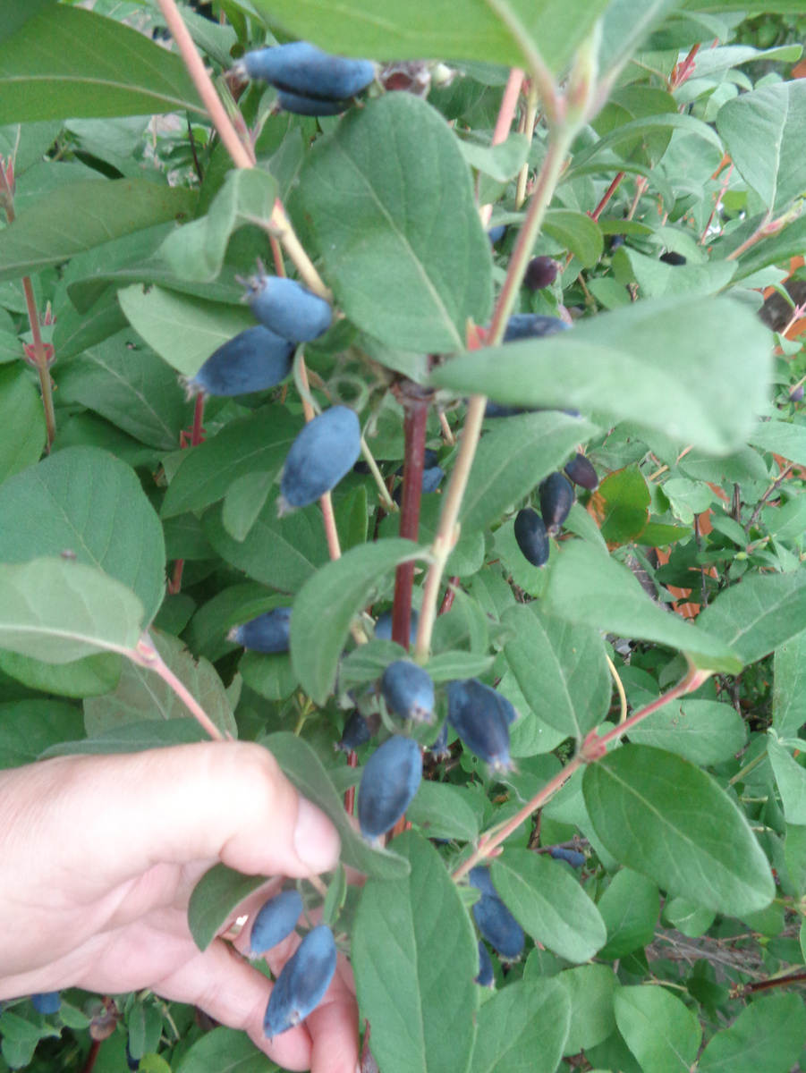 Жимолость еще немножко не дозрела и прицы пока ждут своего часа