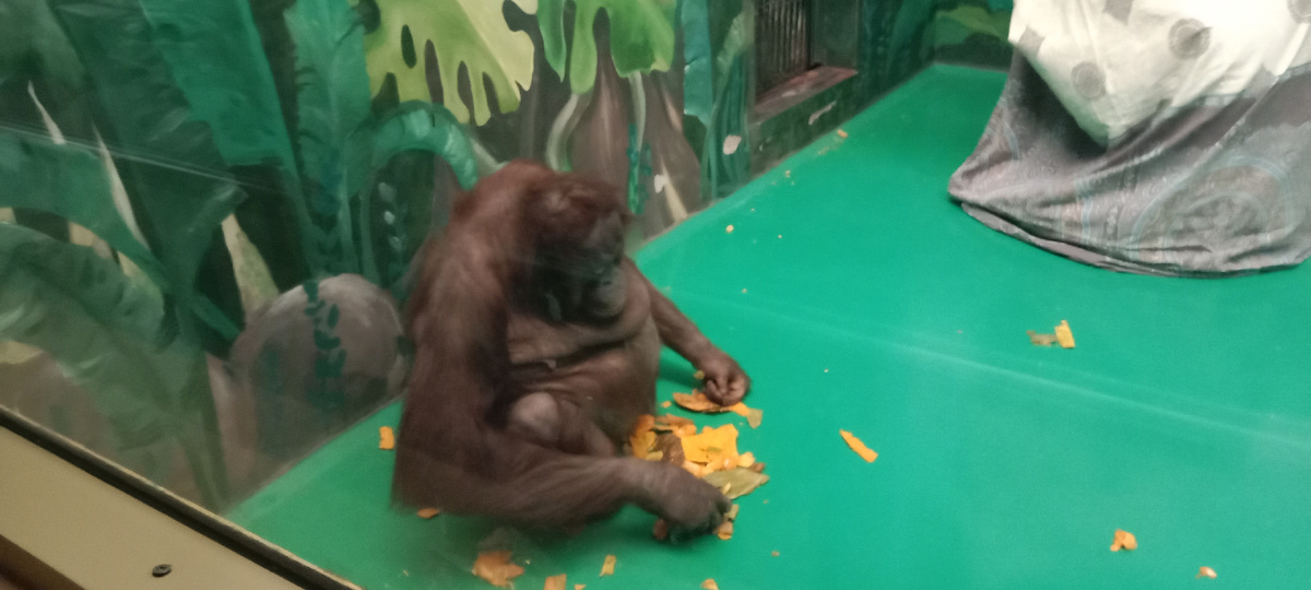 Мишель наволит порядок