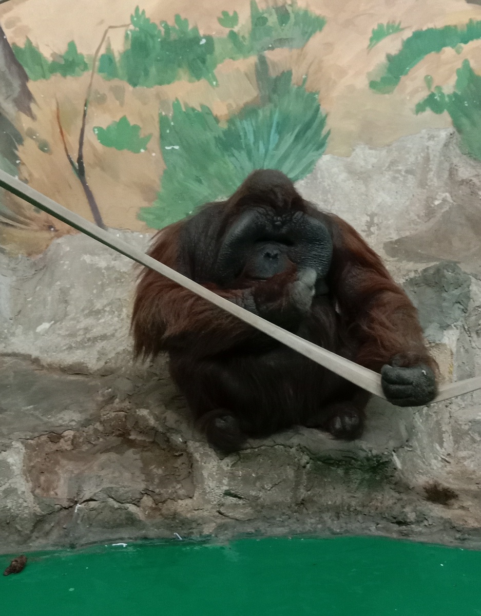 Бату начинает привлекать к себе внимание