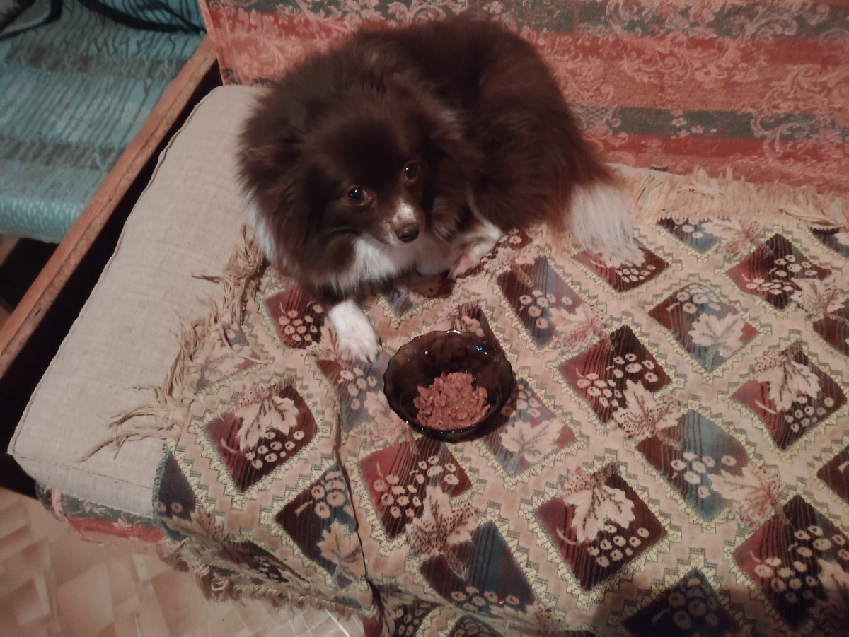 И собачек накормили, чтобы к нам в тарелки не залезали. Не помогло )))