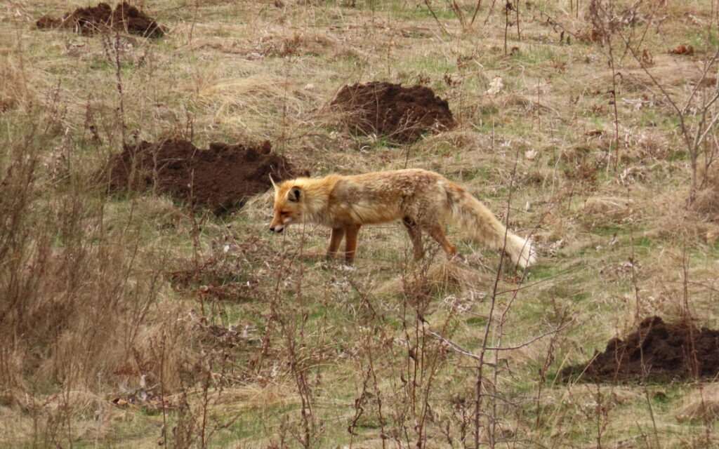   лиса на опушке, 04.04.24 Анна Власова