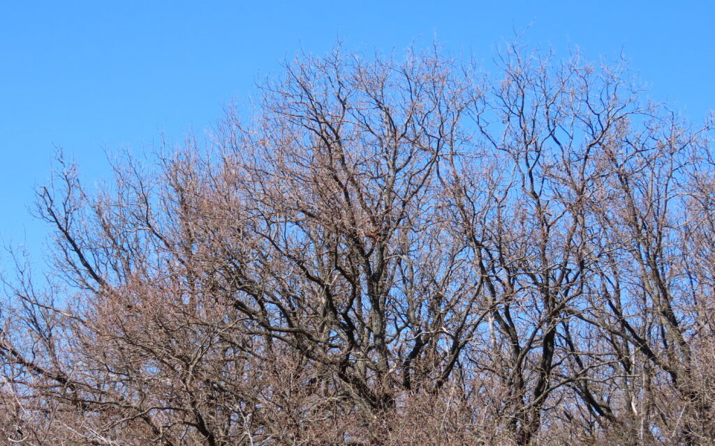    Кроны дубов, еще прозрачные, 06.04.24 Анна Власова