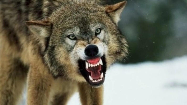 Вот волк, дальше пойдут его конкуренты-псы.