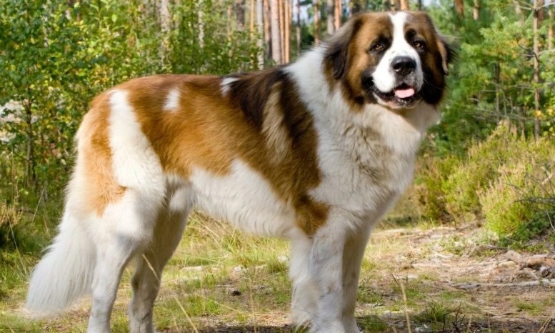 Так вот кто лает по ночам!