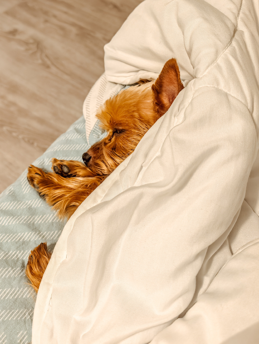 Накупанный уставший пёс