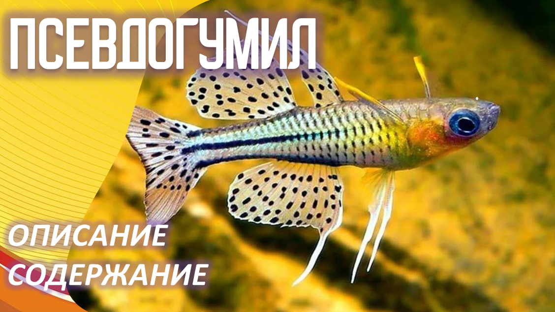 Псевдогумил: Уникальная аквариумная рыбка для вашего подводного мира