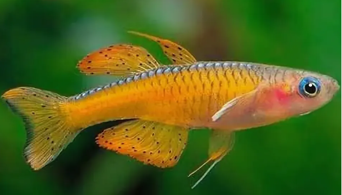 Псевдомугил паскай (Pseudomugil sp. «Red neon»)