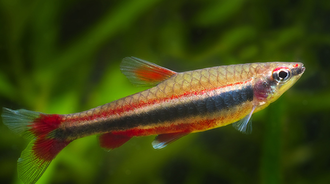 Нанностомус Бекфорда (Nannostomus beckfordi)