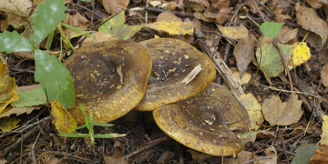 Кто наводит порчу на наши чернушки? Тревожные новости из холодильника