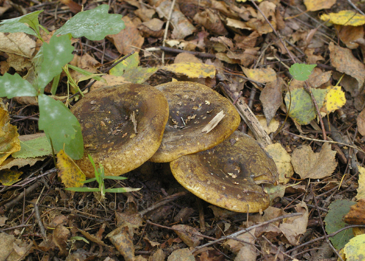 Такое впечатление, что самочувствие у них так себе (фото И.Лебединского)