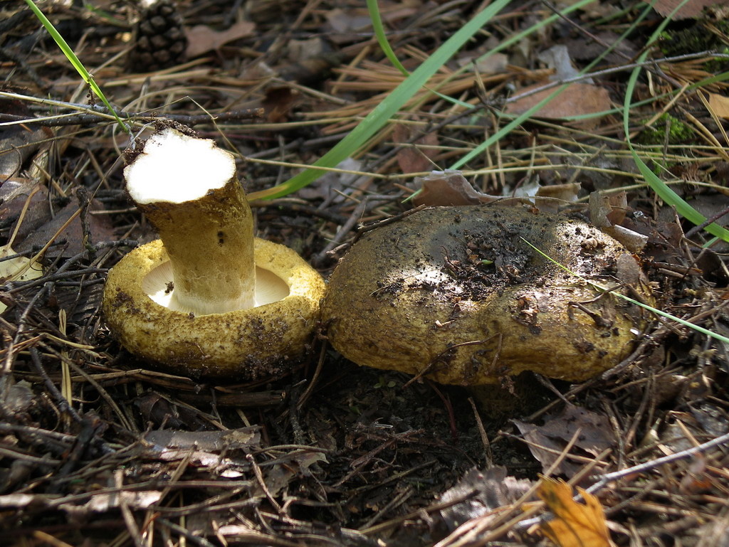 А где-то они до сих пор вырастают такими (фото Сергея Ткаченко)