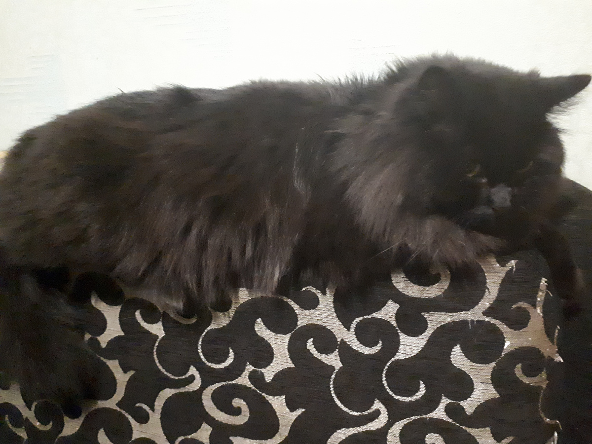 Из личного архива. Тимон.