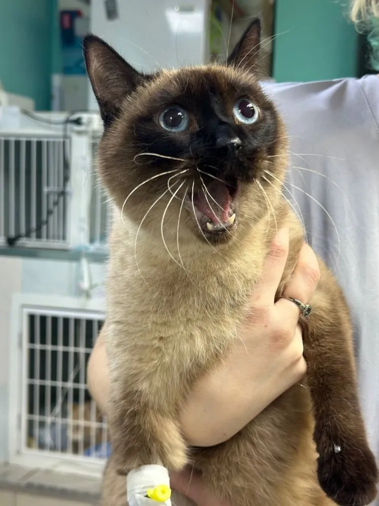 Пушистого пациента с необычной травмой передали специалистам
Фото: vk.com, клиника «Друг»