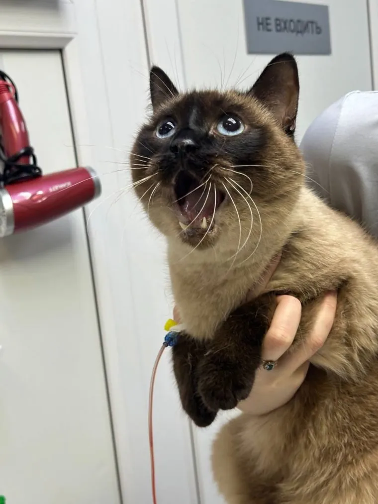 Хозяева Левы не сразу поняли, что произошло
Фото: vk.com, Ветеринарная клиника »Друг