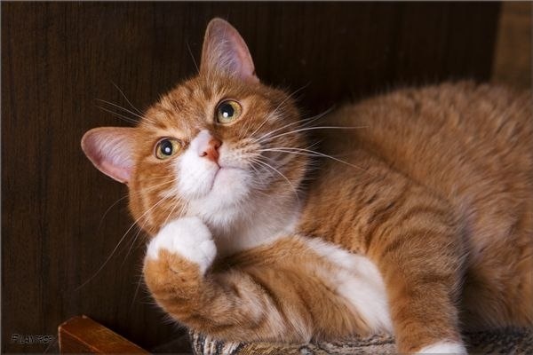 Фото из Интернета.