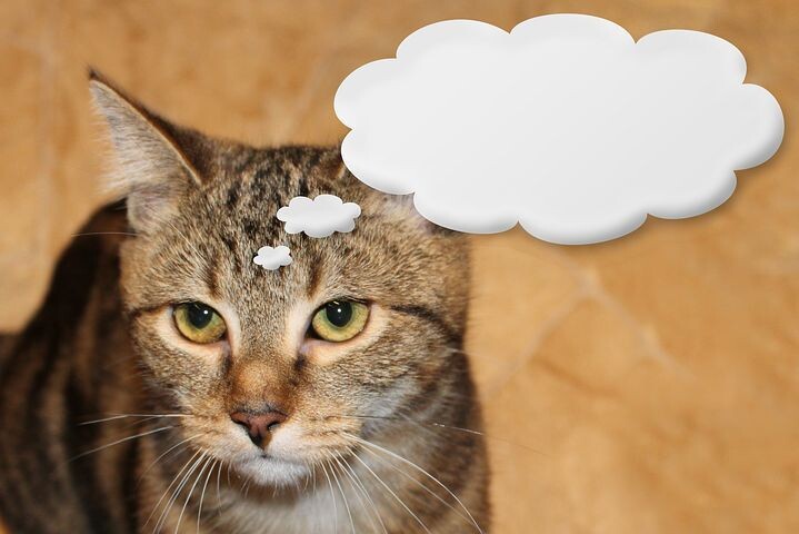 Фото из Интернета.