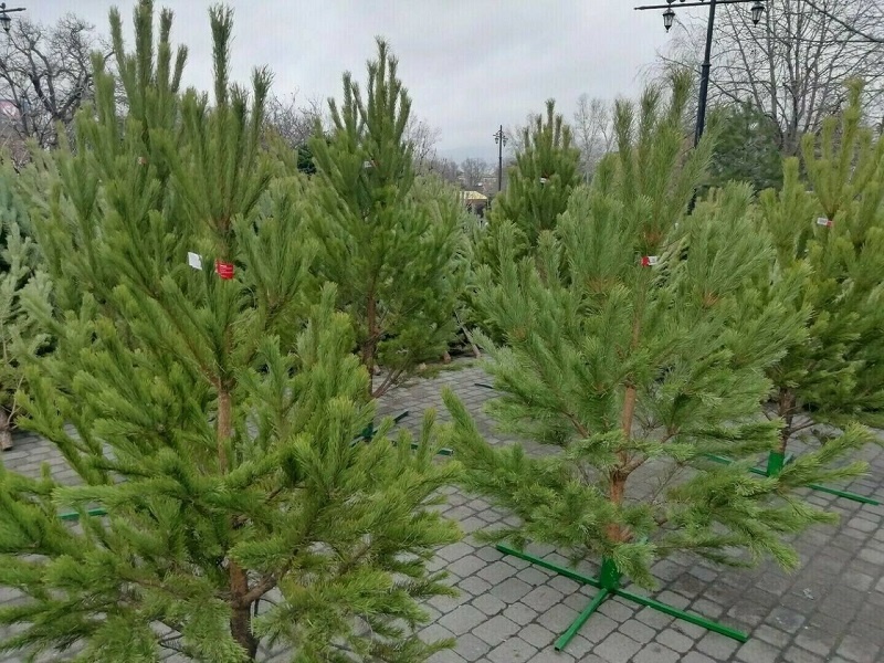    Фото: пресс-служба администрации Новороссийска