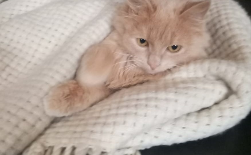 Его забыли на дачах, но оказалось, что это было только к лучшему