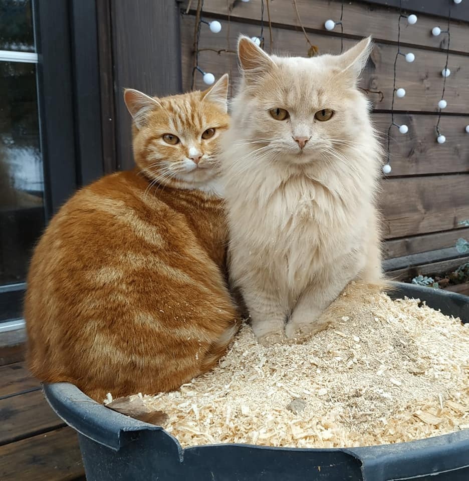 Котята выглядят большими, на самом деле подростки были