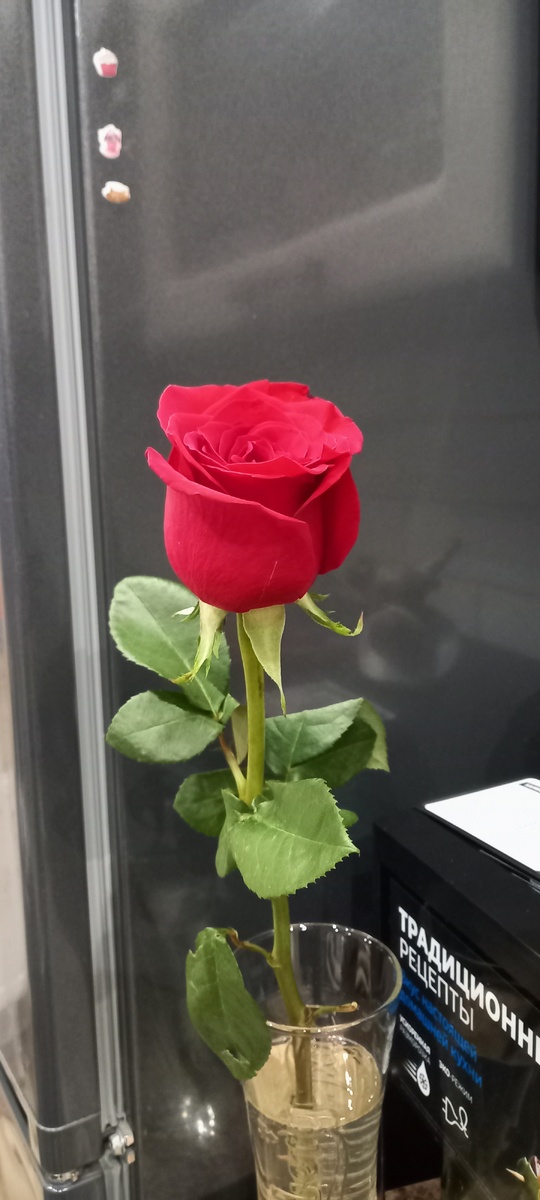 "Вампир" принес для утешения)