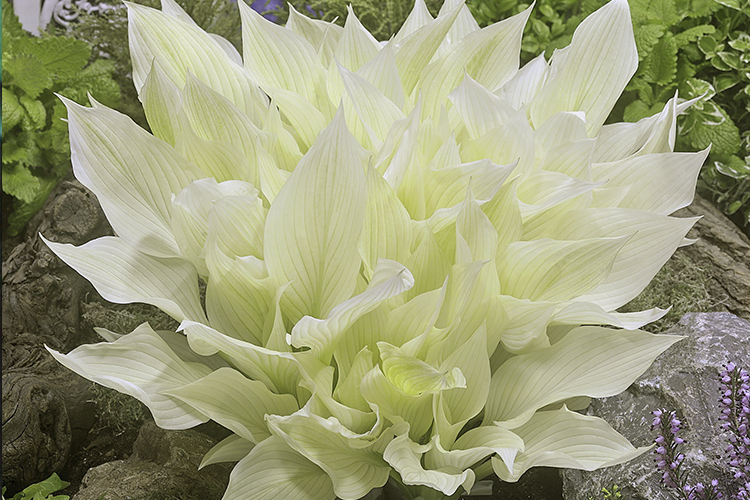 Хоста White Feather весной (Фото из интернета)